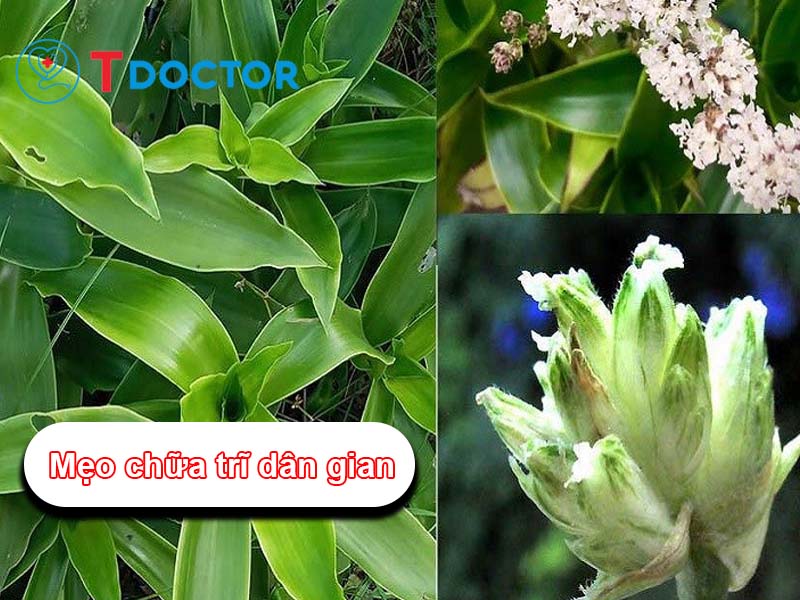 Tổng hợp các mẹo chữa trĩ dân gian mà không phải ai cũng biết Tổng hợp các mẹo chữa trĩ dân gian mà không phải ai cũng biết