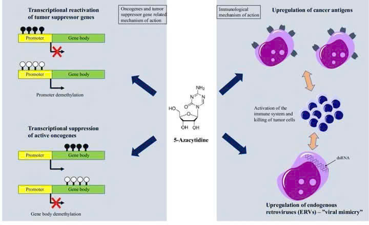 Thuốc điều trị ung thư máu qua cơ chế ức chế methyl hóa DNA Thuốc điều trị ung thư máu qua cơ chế ức chế methyl hóa DNA